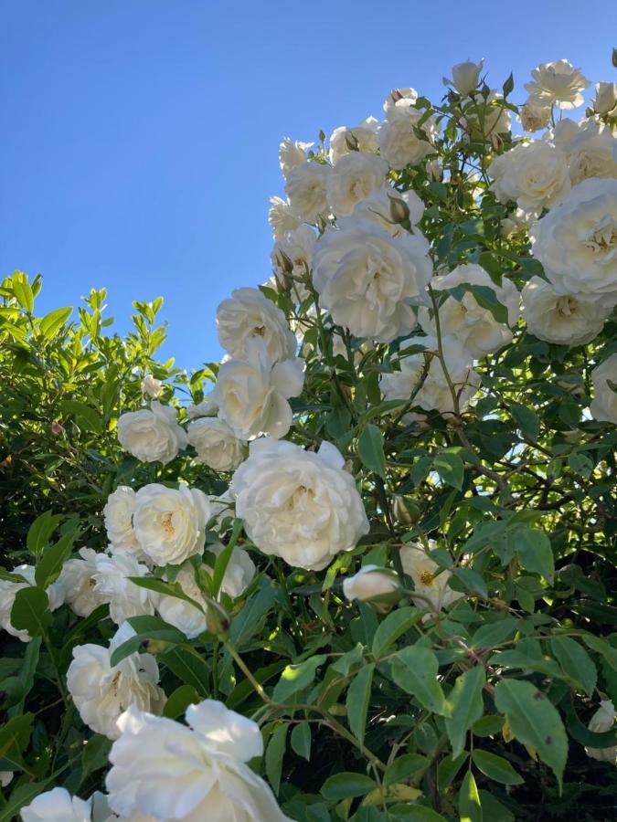 La Rosa Del Lago Bracciano  Eksteriør bilde