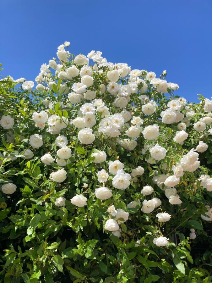 La Rosa Del Lago Bracciano  Eksteriør bilde