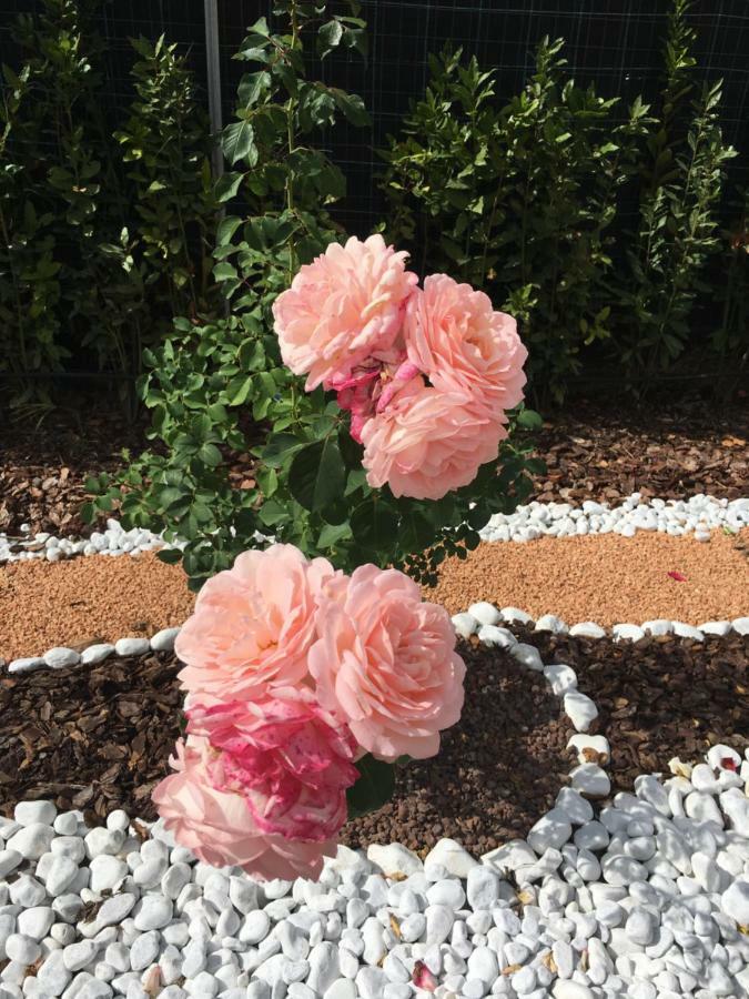 La Rosa Del Lago Bracciano  Eksteriør bilde